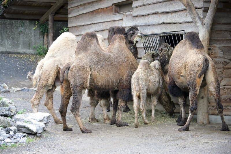 Bactrian Camel 1