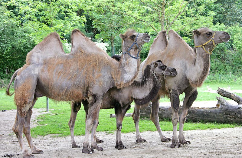 Bactrian camel 2