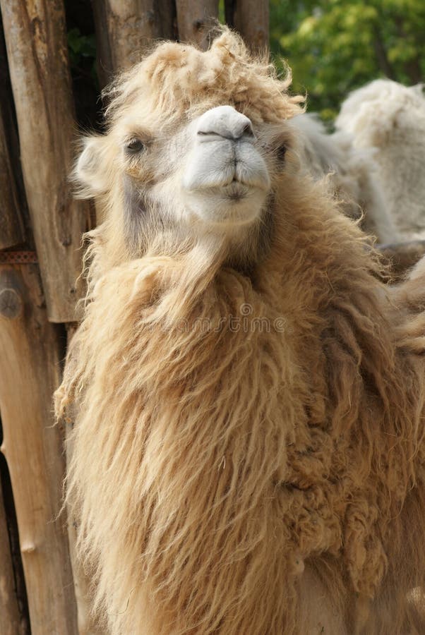 Bactrian Camel - Camelus bactrianus