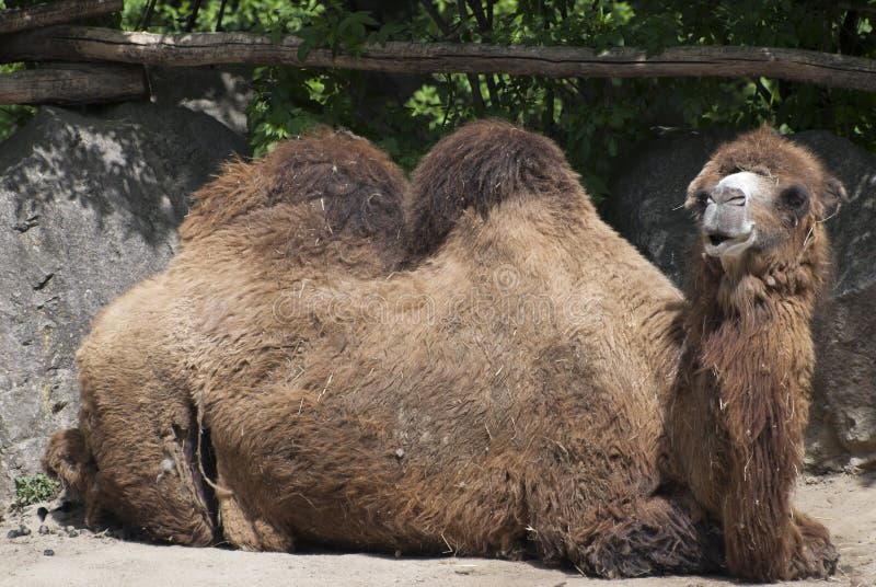 Bactrian camel (Camelus bactrianus)