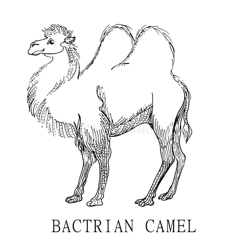 Bactrian Camel, Illustration Sketch of Camelus Bactrianus, for Children