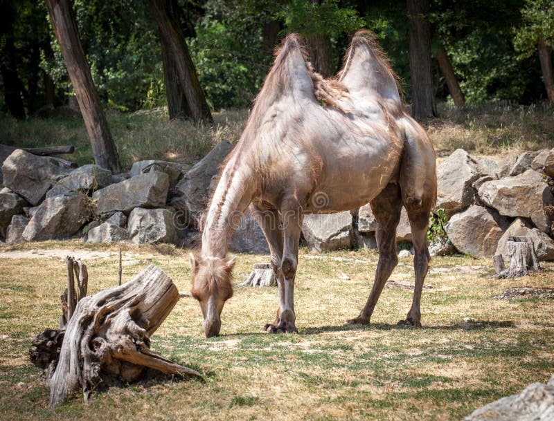 Ťava dvojhrbá v ZOO Bratislava