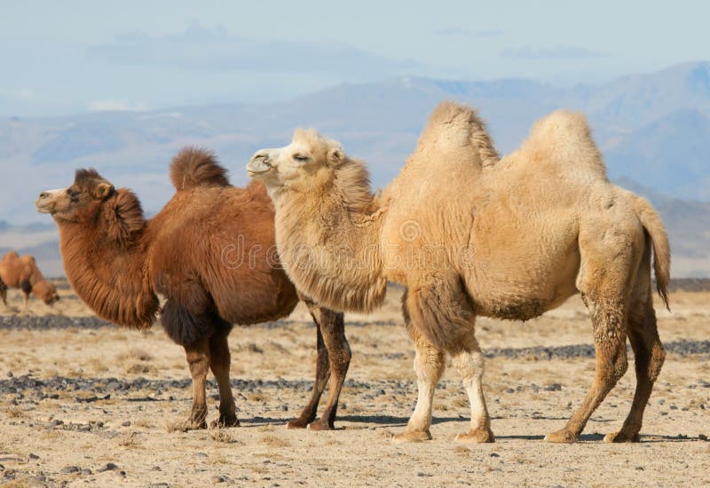 Bactrian camel in the steppes of Mongolia. True to transport a nomad. Bactrian camel in the steppes of Mongolia. True to transport a nomad