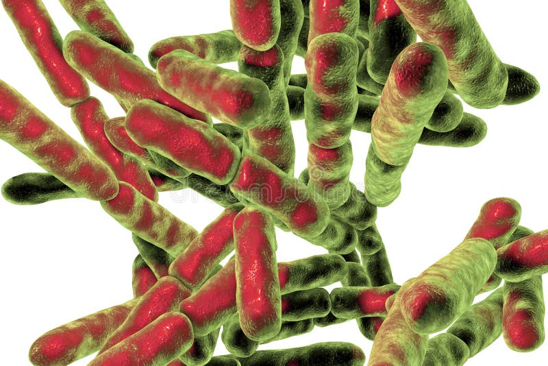 Bactérias probióticos Bifidobacterium foto de stock Bactérias probióticos Bifidobacterium foto de stock