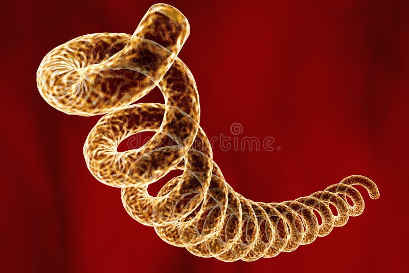 Bactérias que causam a sífilis, Treponema pallidum ilustração stock