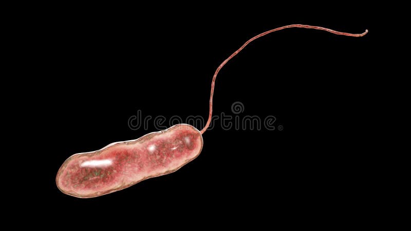 Bactérie de pneumophila de Legionella, l'agent causatif de la maladie du légionnaire illustration libre de droits Bactérie de pneumophila de Legionella, l'agent causatif de la maladie du légionnaire illustration libre de droits
