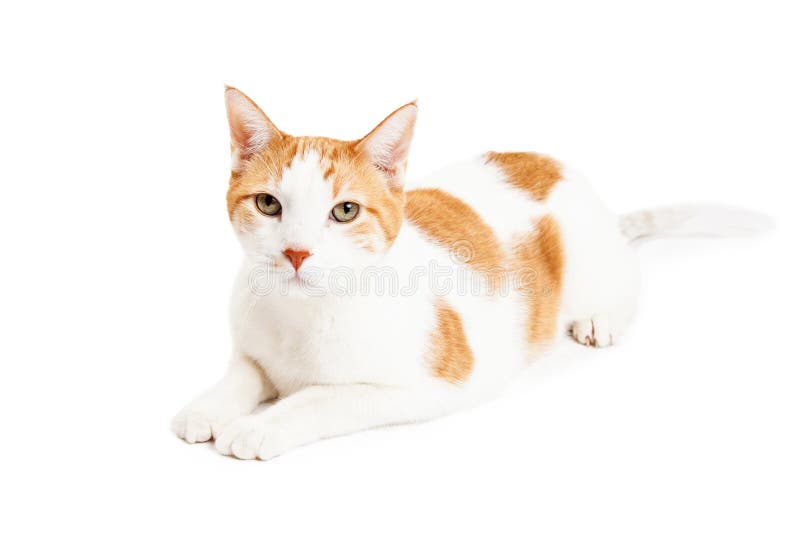 Baczny Pomarańczowy Tabby kota Kłaść
