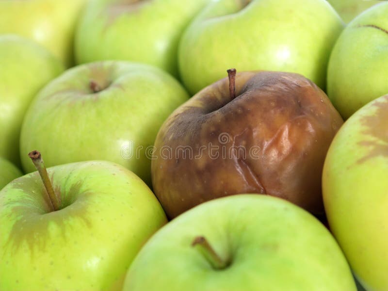 Bad apple tra un gruppo di mele verdi fresche.