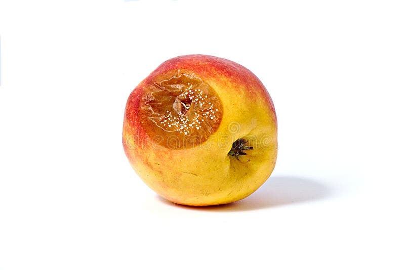 Bad apple stock photography Bad apple stock photography