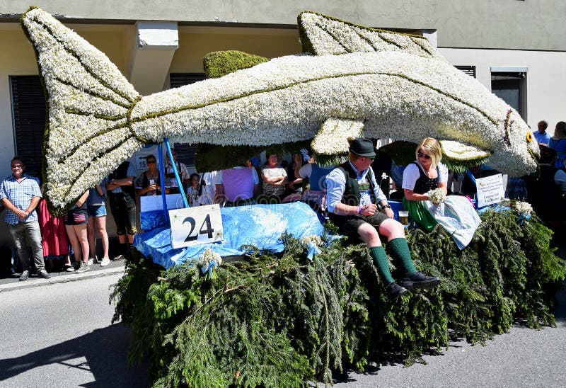 Large white salmon on a platform covered with spruce branches