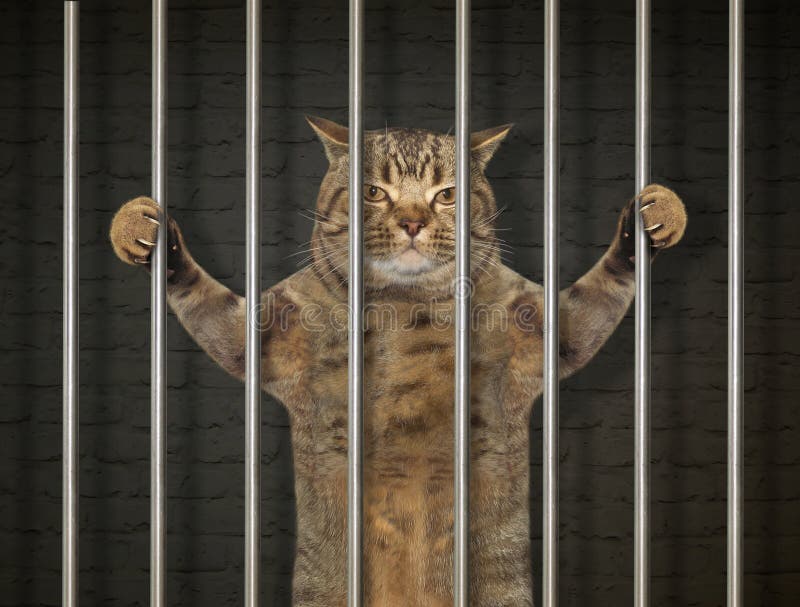 Cat Criminal Behind Bars Stock Photos - Free & Royalty-Free Stock ...