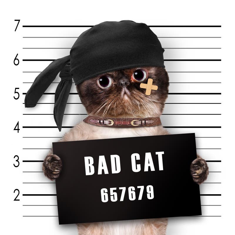 The Beige Cat With A Placard On His Neck That Says Bad Cat Is In The  Prison. Black Lineup Background. Stock Photo, Picture and Royalty Free  Image. Image 139978854.