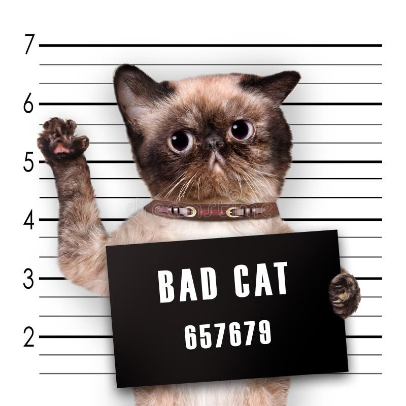 Bad cat with handcuffs on white background. Cat is wearing a orange jump  suit. Violation of the law. Stock Photo