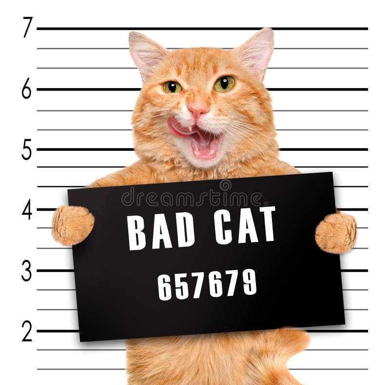 Bad cat. stock photo. Image of creative, cardboard, banner - 54534418