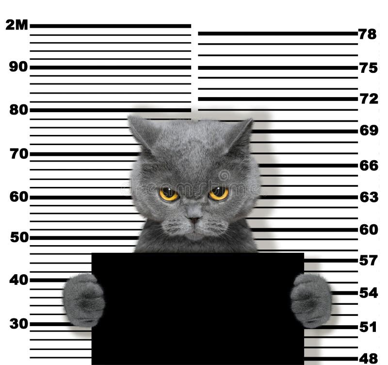 143,100+ Bad Cat Stock Photos, Pictures & Royalty-Free Images - iStock