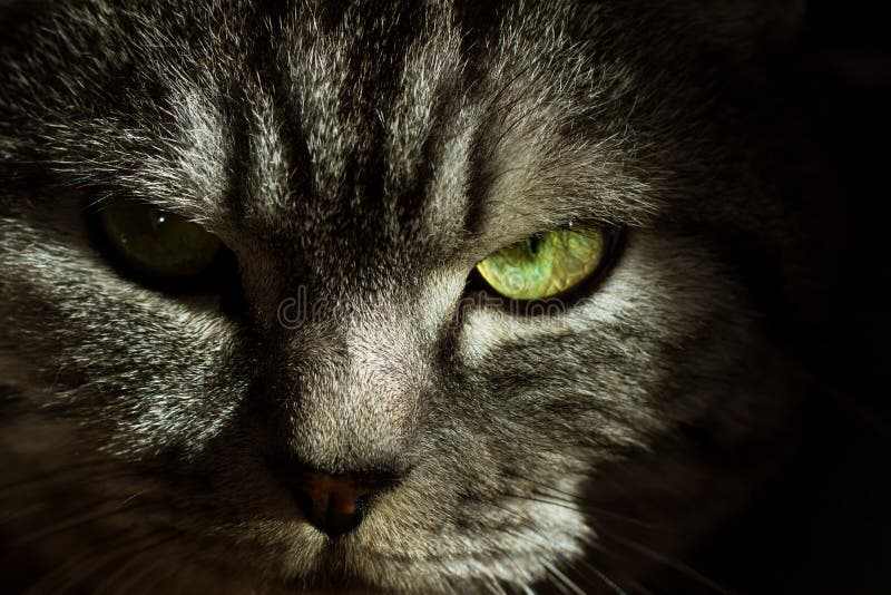 Very Angry Cat with a Narrowed Green Eye. Looks Haughty and Evil