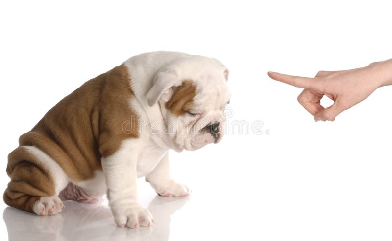 Bad dog mano di persone col dito a nove settimane di età bulldog inglese cucciolo.