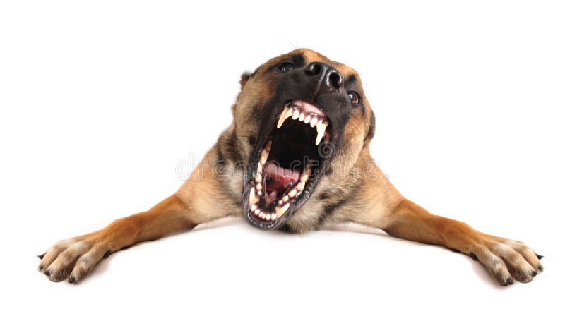 Bad dog stock photo. Image of barking, aggressive, mouth - 27656552