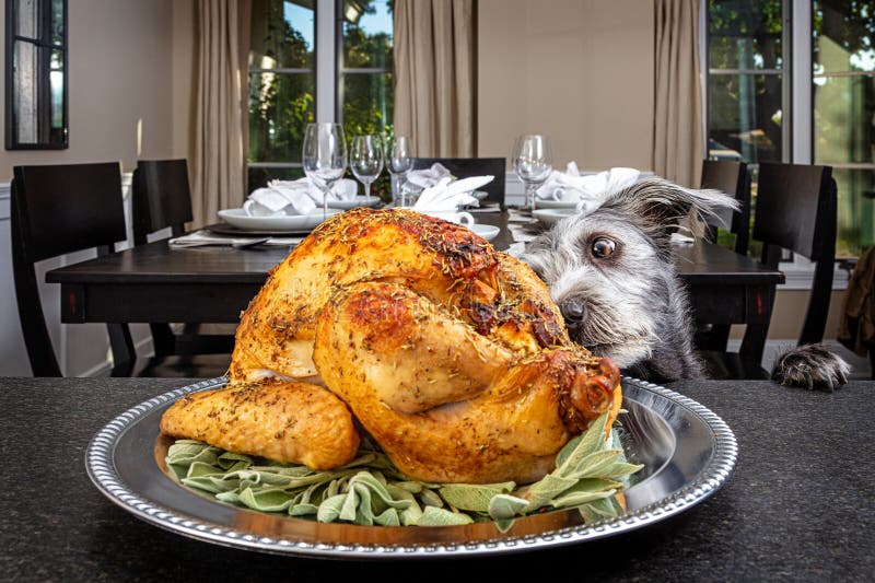 Bad dog jumping up on counter stealing Thanksgiving holiday dinner turkey. Bad dog jumping up on counter stealing Thanksgiving holiday dinner turkey