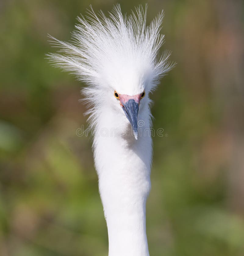 158 Bad Hair Day Bird Stock Photos - Free & Royalty-Free Stock Photos from Dreamstime 158 Bad Hair Day Bird Stock Photos - Free & Royalty-Free Stock Photos from Dreamstime