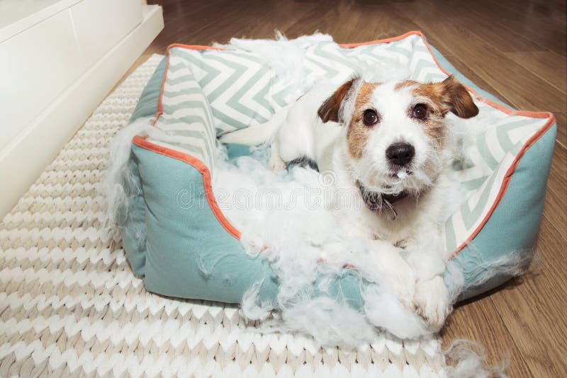 bad naughty dog destroyed its pet bed with innocent face expression. mischief and disobey concept.