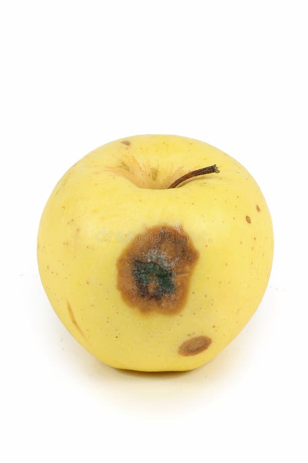 Premium PSD  One rustic old apple rotten apple closeup isolated on a  transparent background