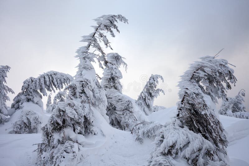 Bad weather in the mountains. Winter landscape. Cloudy evening with storm clouds. Carpathians, Ukraine, Europe.