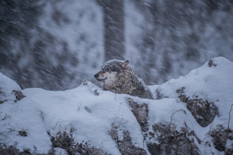 1,791 Weather Wolf Stock Photos Free & RoyaltyFree Stock Photos from