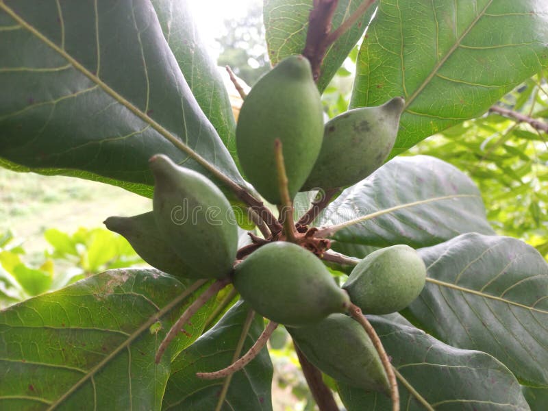 Badam Tree, Indian Almond Tree Stock Photo Image of fruit, blossom