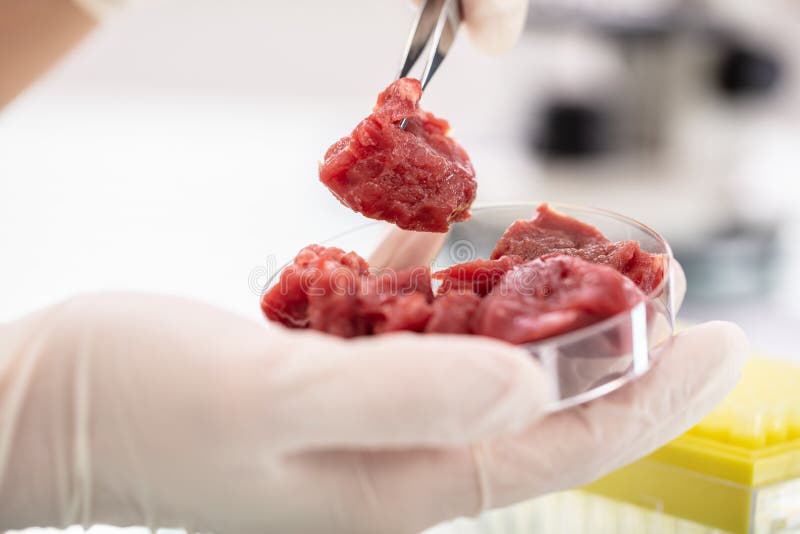 Badanie próbki mięsa w laboratorium obrazy stock
