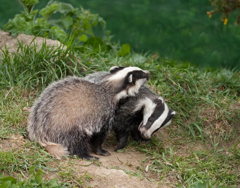 Badger Cubs playing royalty free stock images Badger Cubs playing royalty free stock images