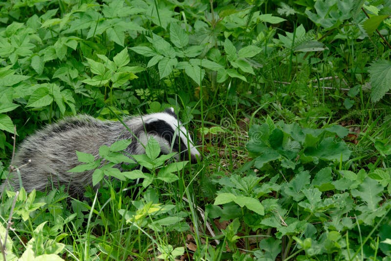 Badger in the fresh green grass. Animal wildlife, space for text. Bear badger stock images, royalty-free photos and pictures