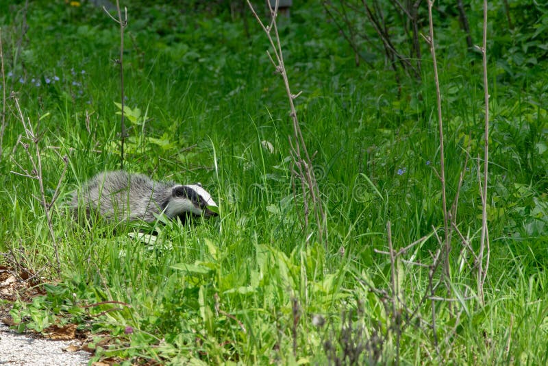 Badger in the fresh green grass. Animal wildlife, space for text. Bear badger stock images, royalty-free photos and pictures