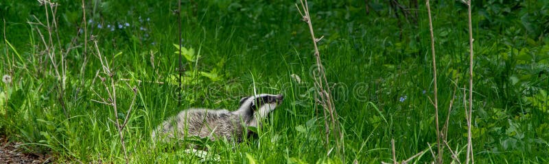 Badger in the fresh green grass. Animal wildlife, space for text. Bear badger stock images, royalty-free photos and pictures