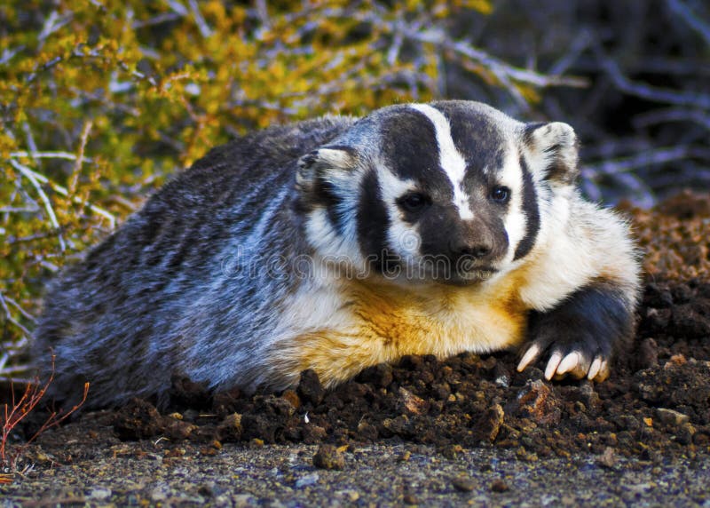 Badger sitting on the ground