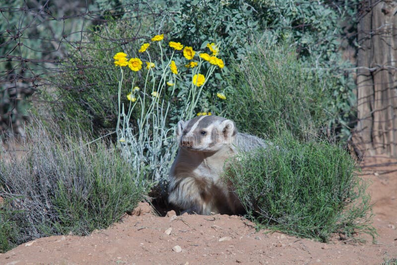 Badger сидеть между ноготк пустыни и кустом засорителя змейки с старыми столбами и проволочной изгородью загородки на заднем план стоковые фотографии rf Badger сидеть между ноготк пустыни и кустом засорителя змейки с старыми столбами и проволочной изгородью загородки на заднем план стоковые фотографии rf