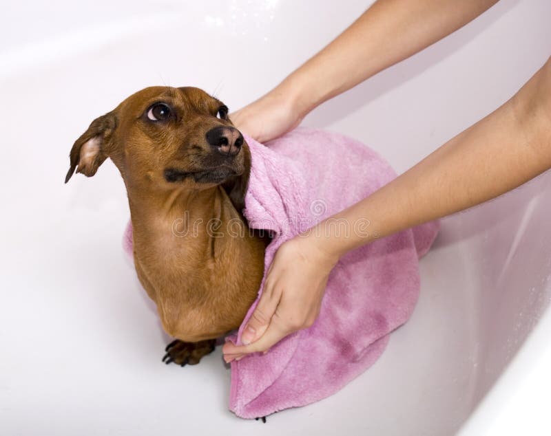 The dog with pink towel. The dog with pink towel