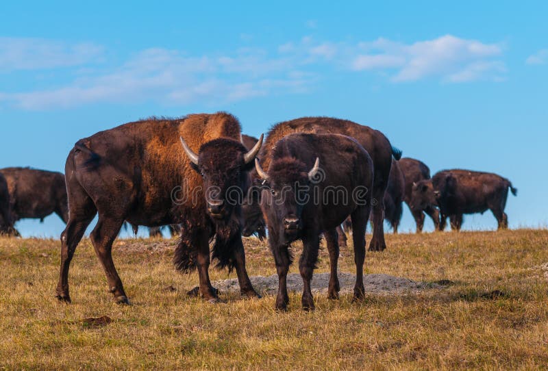 Bison (American Buffalo)  Black Hills & Badlands - South Dakota