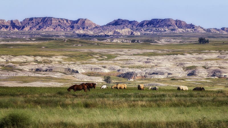 Badlands Pasture stock photos