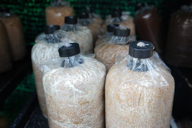 Bag Mushroom Culture in Farm, Plastic Bag for Growing in Mushrooms, Bag of Mushrooms. Stock
