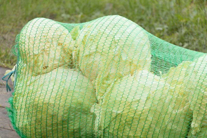 A Bag of White Cabbage Close Up. the Benefits of Cabbage Stock Image