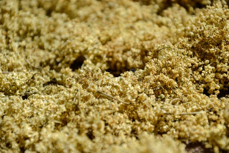 Baga de sabugueiro aromática secada (sambucus) para o chá, secando elderflowers frescos fotos de stock royalty free Baga de sabugueiro aromática secada (sambucus) para o chá, secando elderflowers frescos fotos de stock royalty free