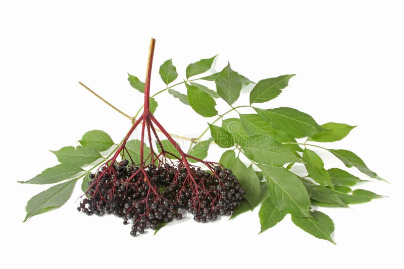 Ripe black elderberry (Sambucus nigra), in front of white background. Ripe black elderberry (Sambucus nigra), in front of white background