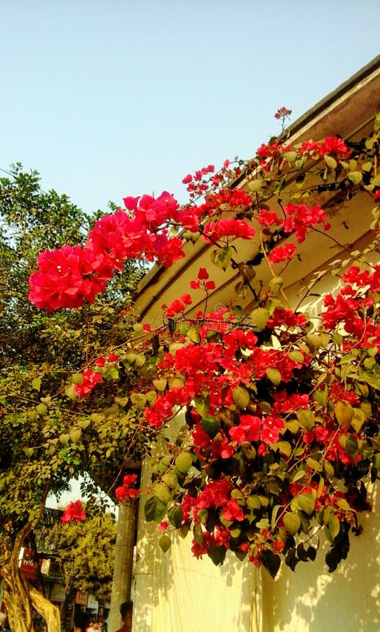 Bagan Bilash Flower Tree in Village Farm House Stock Image - Image of ...