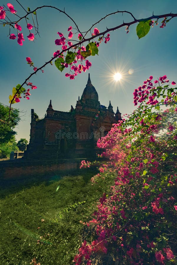 Bougainvillea Flowers and Beautiful Stupa Myanmar Stock Image Image