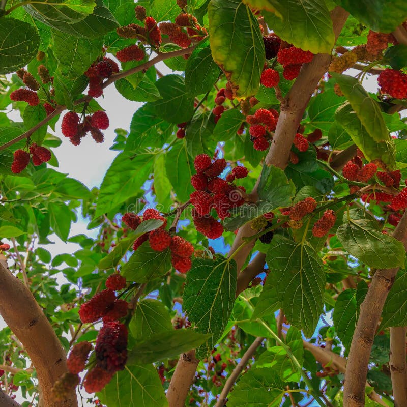 Bagas de amora orgânicas e folhas verdes Ripe de frutos vermelhos roxos num ramo imagens de stock Bagas de amora orgânicas e folhas verdes Ripe de frutos vermelhos roxos num ramo imagens de stock