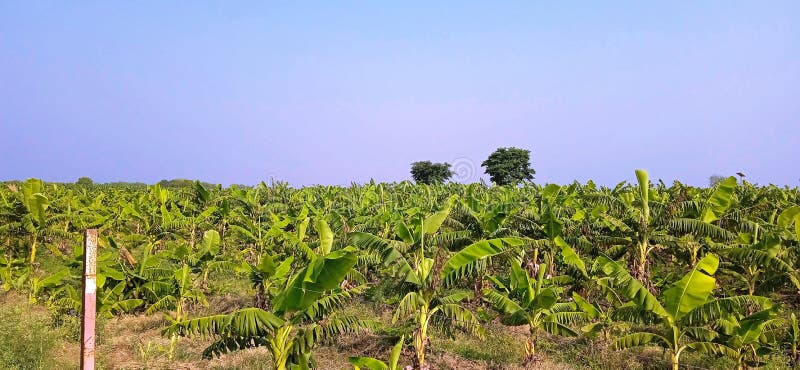 Banana plants may grow with varying degrees of success in diverse climatic conditions, but commercial banana plantations are primarily found in equatorial regions, in banana exporting countries. The four leading banana export countries worldwide are Ecuador, Costa Rica, Philippines, and Colombia. Now, the Indians are growing broad planting economically near the bank of Ganga river.
Banana plantations, as well as growing the fruit, may also package, process, and ship their product directly from the plantation to worldwide markets.
Production-related activities on a plantation may include cultivating and harvesting the fruit, transporting the picked bunches to a packing shed, hanging to ripen in large bunches, dividing large bunches into smaller market-friendly bunches, sorting, labeling, washing, drying, packing, boxing, storing, refrigeration, shipping, and marketing. Depending on the scope of the operation, other activities may include drying, food preparation, tourism, and market research. Banana plants may grow with varying degrees of success in diverse climatic conditions, but commercial banana plantations are primarily found in equatorial regions, in banana exporting countries. The four leading banana export countries worldwide are Ecuador, Costa Rica, Philippines, and Colombia. Now, the Indians are growing broad planting economically near the bank of Ganga river.
Banana plantations, as well as growing the fruit, may also package, process, and ship their product directly from the plantation to worldwide markets.
Production-related activities on a plantation may include cultivating and harvesting the fruit, transporting the picked bunches to a packing shed, hanging to ripen in large bunches, dividing large bunches into smaller market-friendly bunches, sorting, labeling, washing, drying, packing, boxing, storing, refrigeration, shipping, and marketing. Depending on the scope of the operation, other activities may include drying, food preparation, tourism, and market research.