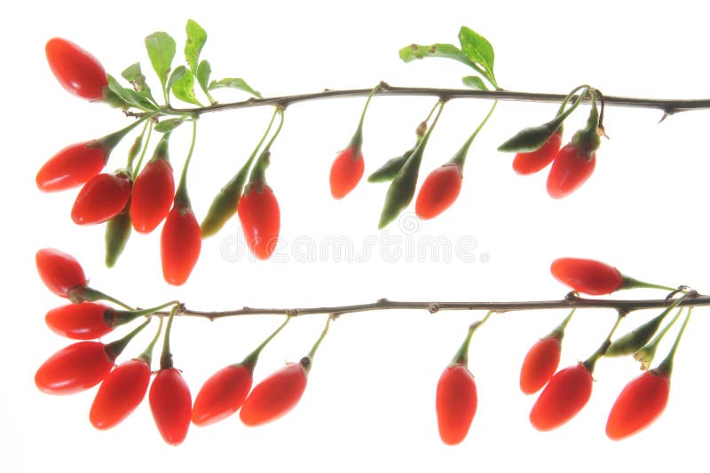 Ripe berries of the Goji plant (Lycium barbarum) isolated in front of white background. Ripe berries of the Goji plant (Lycium barbarum) isolated in front of white background