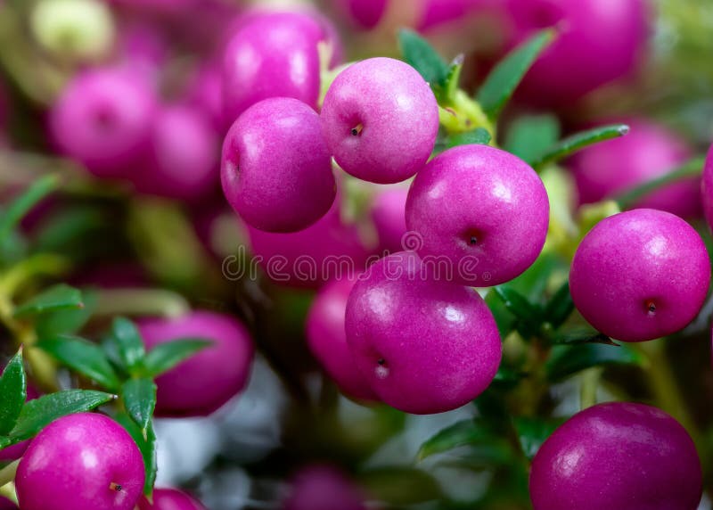 Bagas cor-de-rosa de Pernettya mucronata fotos de stock royalty free