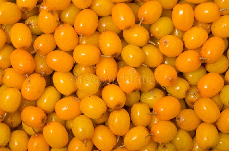 Bagas de espinheiro-do-mar 12 imagens de stock royalty free